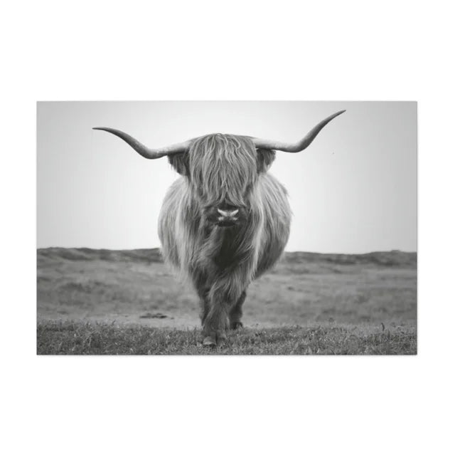 Scottish Highland Wrapped Canvas